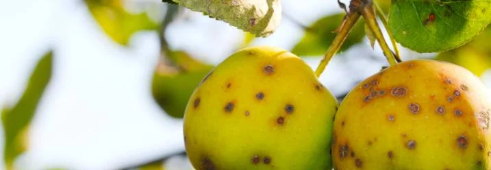 Zwei kranke Äpfel am Baum